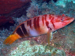 Vacanza Sardegna diving