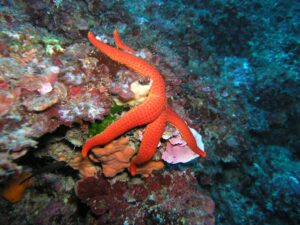 Vacanza Sardegna diving