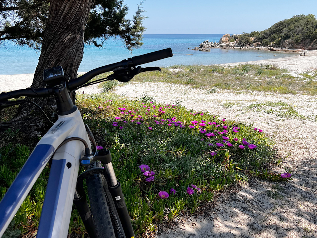 Noleggio - Una e-bike parcheggiata all'ombra di un albero vicino una spiaggia in sardegna con a terra dei fiori viola